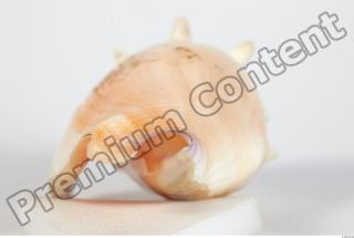 Seashell 0049